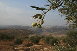 Impacts of Climate Change on Palestine’s “Trees of Eternity”