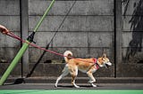 The Ultimate Guide to Dog Boarding in OKC: Tips and Recommendations