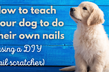 How to teach your dog to do their own nails.