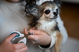 What to Expect from a Dog Nail Trimming Appointment: A Complete Guide