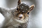 Why I Fired My Inner Voice (And Hired a Squirrel Instead)