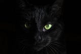 Face of a black cat