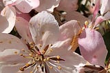 Pink crabapple blossoms.