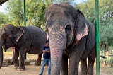 Up Close with Gentle Giants in India