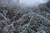 Frosty hedgerow with houses in the distance