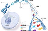 HOW DOES UV LIGHT AFFECT OUR DNA?