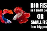 Big Fish in a Small Pond or Small Fish in a Big Pond?