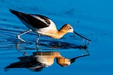 Photo of an American avocet against the intense blue background of the water she’s wading in. Her face is white upfront but transitions from her eyes on back over her head and down her neck into a reddish-orange brown, or light russet. Her body is white with black wings which have a white stripe on them. She’s got long, thin ballerina legs. Her bill is dripping water, and some stringy bits of weeds are hanging there. She’s just harvested a tiny red water creature, perfect for breakfast.