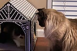 How to Build a Spooky Cat House