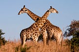 Giraffes are the world’s tallest species but Greed has made their lives brutish and short.