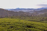 Everything you need to know about an organic tea plantation in Sri Lanka