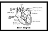 Diagram of a Human heart and its structure and function