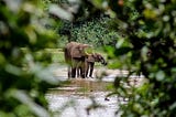 From the Mysterious to the Presidential: Ten Things you don’t know about the Bronx Zoo