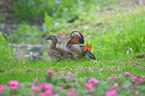 Do Wildlife Mirror Human Frailties When It Comes To Love And Relationships?