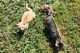 Three semi wet kittens in the grass: an orange one and two grey ones