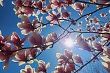 Standing under the branches of a tree filled with pink and white flowers, the sky a clear blue and the Sun, she shines through