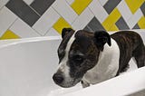 A dog standing in a bath looking sad