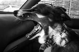 black and white photograph of a dog barking orders from the passenger seat of a car.