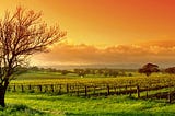 Why Yarra Valley Is First Choice For Wine Tour Lover?