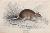 The Symbolism of Dreaming of a Rat