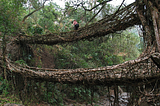 Living root bridges in the tropical forests of Meghalaya state, India