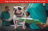 Top 10 Reasons Your Dog Needs to See a Vet