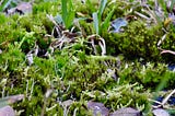 A close-up photo of a patch of small moss growing, contrasted with an occasional stone and blade of grass.