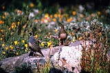 The Quail’s Return to San Francisco Could Be Part of Our Wilder Civic Reimagination