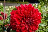 BLOOD RED DHALIA