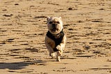 Freedom on the Beach at Tenby