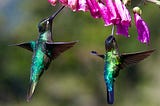 A search for Monarch butterflies’ roost led to the charm of hummingbirds