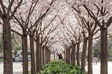 A long row of pink cherry blossoms on campus.
