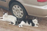 Two cats, one white and black and the other black and white, laying in the dirt like bookends next to a car’s tire, looking at the camera with their gold eyes.