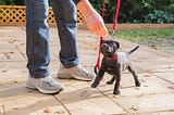 Walking Your Pet: What Gear Should You Choose for Walks?