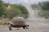 The Tortoise and the Hare… Winning the Race in Social Media Marketing