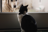How Deep Learning Distinguishes a Cat’s Sound to a Dog’s One