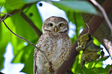 One of my favorites Bird- Spotted Owlet
