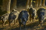 Regard sur l’agroforesterie #1 — La “glandée” des porcs