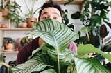 A Plant Positive approach to Houseplants care
