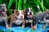 Discover the Unmatched Charisma and Strength of the Pocket American Bully