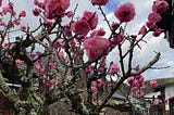 Sakura And The Other Blooms Of Japan