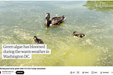 White Supremacy Vs. Algae Bloom: The National Pretense May Be Over