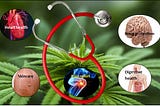 alternative medicine, CBD Oil, Cannabis herbs, Hemp seeds