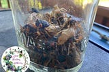 Mason jar 1/3 full of live cicadas.