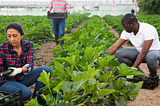 Three farm workers harvest zucchini in a zucchini field.