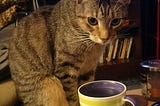 The Cat and I Discuss My ADHD