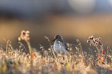 An adult Semipalmated Sandpiper in breeding plumage on the Arctic tundra.