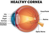 Enlarged Healthy Cornea