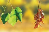 "The Eternal Dance of Life and Death: Contrasts, Ironies, and Meaning”