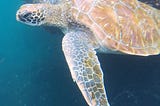 Rescuing Sea Turtles